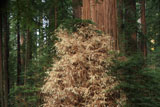 Nature Photography